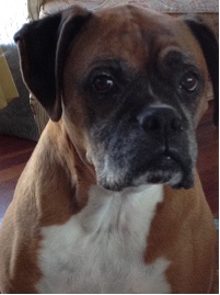Jake - Web Photo