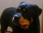Peanut - Face