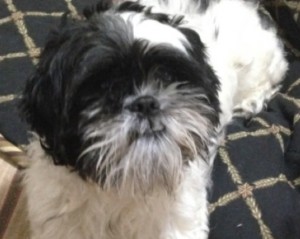 Max - Web Site